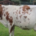 Ayrshire Cattle ARYSHIRE