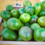 Fresh Hass Avocados Fresh Hass Avocados avocado
