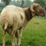 AWASSI SHEEP