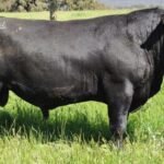 Aberdeen Angus Cattle