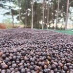 Arabica Green Coffee Beans Grade 1