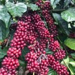 Arabica Green Coffee Beans Grade 1
