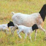 Black-headed Persian Sheep