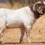 BOER GOAT