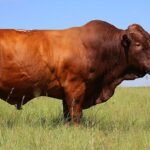 Bonsmara Cattle Bonsmara Cattle
