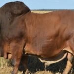 Boran Cattle