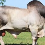 Brahman Cattle