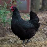 Black Australorps