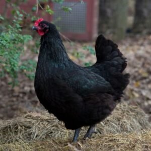 Black Australorps