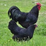Black Australorps