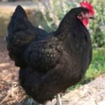 Black Australorps