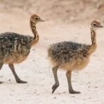 Black Neck Ostrich