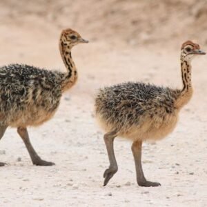 Black Neck Ostrich