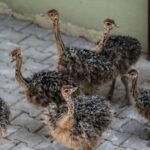 Black Neck Ostrich
