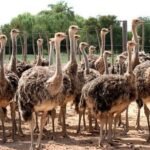 Black Neck Ostrich