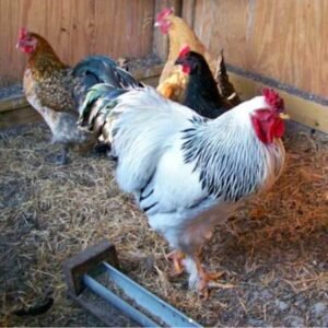 Brahma Chicken