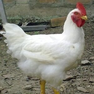 Broiler Chicken