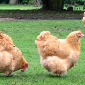 Buff Orpington