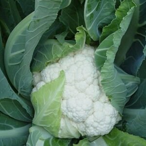 Cauliflower Seeds