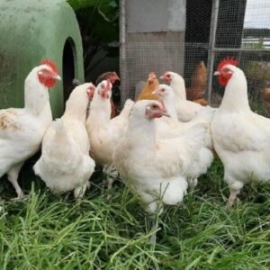 Cornish Chicken