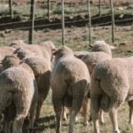 DOHNE MERINO SHEEP