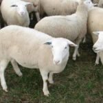DORMER SHEEP