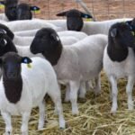 Dorper Sheep