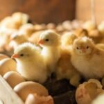 Day Old Chicks