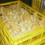 Day Old Chicks