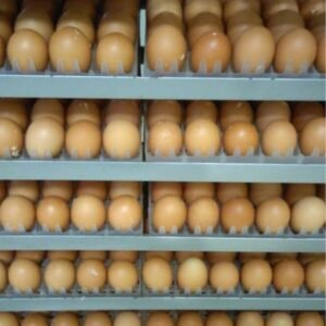 Fertilized Eggs for Sale Fertilised Chicken Eggs