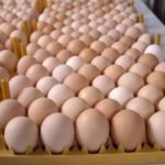 Fertilized Eggs for Sale