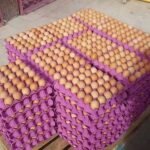 Fertilized Eggs for Sale
