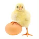 Fertilized Eggs for Sale