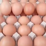 Fertilized Eggs for Sale