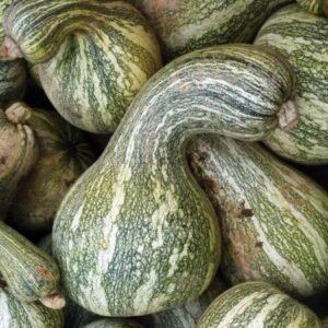 Green Stripe Cushaw Squash