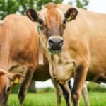 JERSEY CATTLE