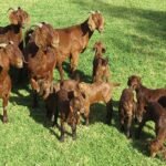 Kalahari Red Goats