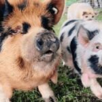 KUNEKUNE PIGS