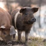 MANGALITSA PIG