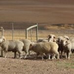MERINO SHEEP