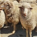 MUTTON MERINO SHEEP