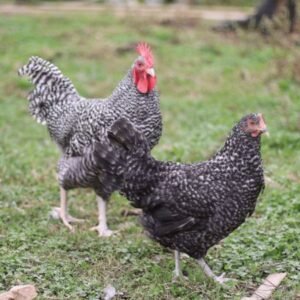 marans