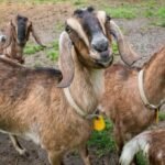 NUBIAN GOAT