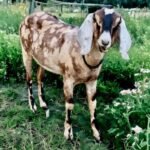 Nubian Goat