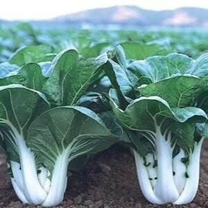 Pak Choi Seeds