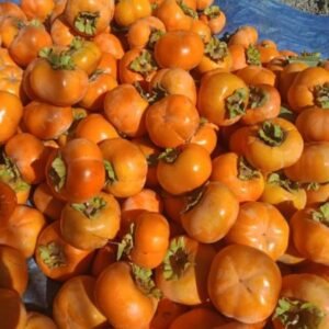 Persimmon