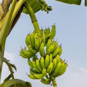 Plantains