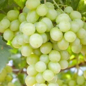 Prime Seedless Grapes