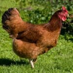 Rhode Island Red Chicken