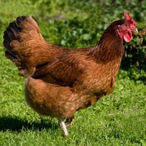 Rhode Island Red Chicken
